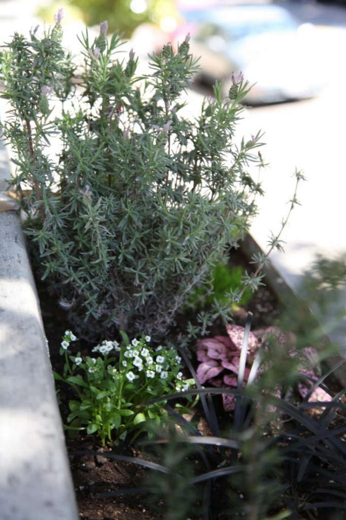 How Did I Kill My Lavender? Gardenista